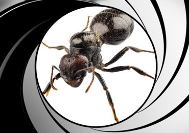 ANT CONTROL SERVICES LONG ISLAND